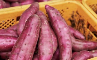 Süßkartoffel – gesunde Kohlenhydrate