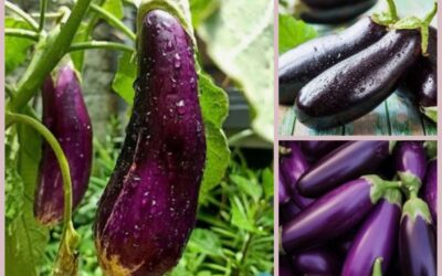 Auberginen – Nährstoffreich und Kalorienarm