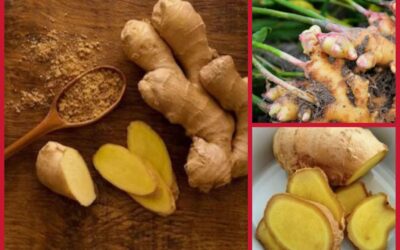 Ingwer – der König aller Heilkräuter