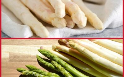 Spargel – „König der Gemüse“