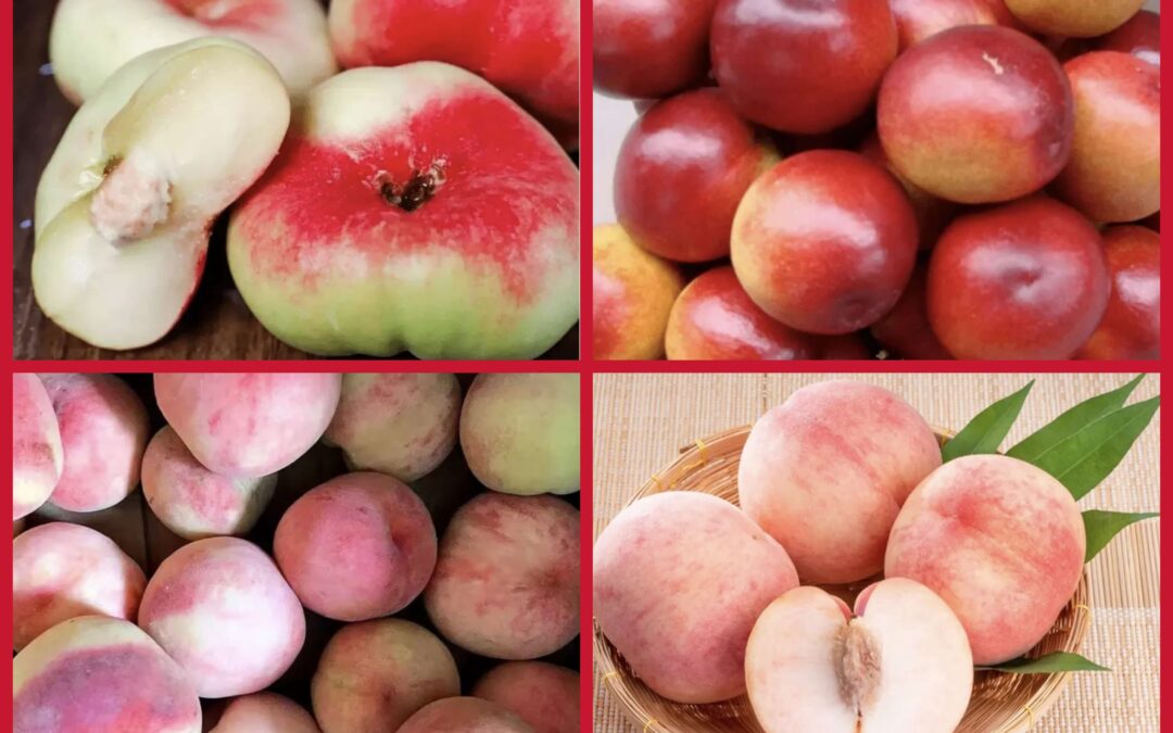 Pfirsiche – die Frucht der Lunge