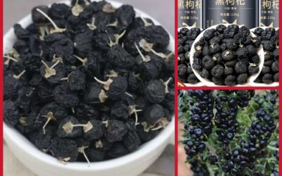 Schwarze Goji-Beeren