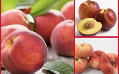 Pfirsiche – die Frucht der Lunge